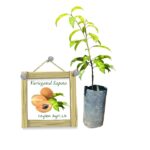 Variegated Sapadilla | වෙරිගේටඩ් සැපදිල්ලා (බද්ධ පැළ)