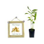 Ginger | Galangal | ගලන්ගාල් - Foregin Variety