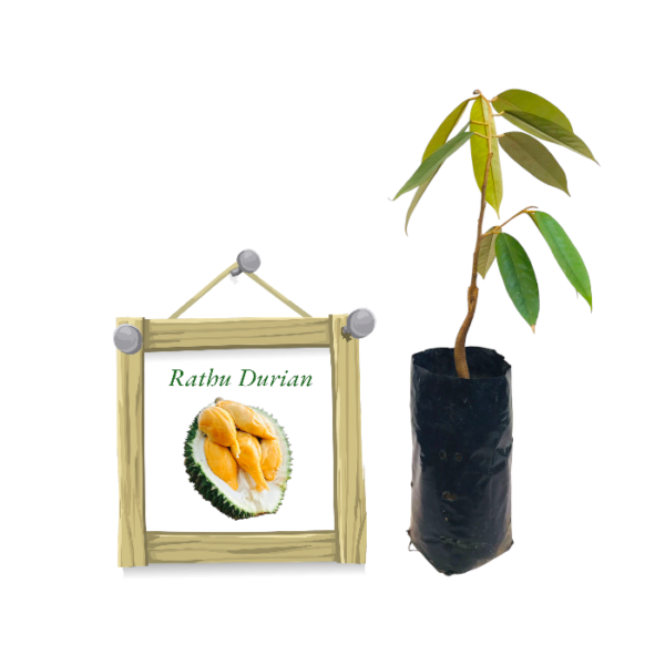 Rathu Durian | රතු දූරියන්