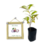 Kiri Palu | කිරි පලු - පොඩි ගෙඩි (ලේයර් පැළ)