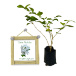 Gata Pichcha | ගැට පිච්ච