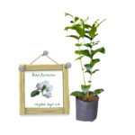 රෝස පිච්ච | Rose Jasmine