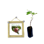 වැලි අනෝදා | Weli Anoda (බද්ධ පැළ)