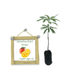 Australian R2E2 Mango | ඕස්ට්‍රේලියන් R2E2 අඹ