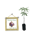 Sensation Mango | සෙන්සේෂන් අඹ