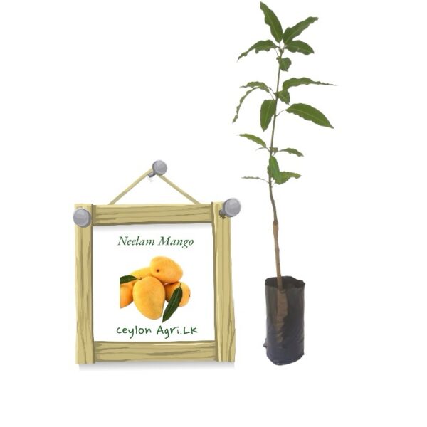 neelam mango