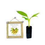 Sudu Kochchi Banana from Ceylon Agri - Best and Healthy Plants