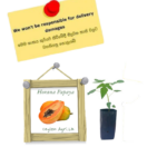 hoarana-papaya-ceylon-agri-best-healthy-plants