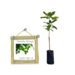 Ataba Mango | ඇටඹ අඹ (බද්ධ පැළ)