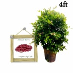 Miracle Berry | මිරකල් බේරි (4 ft Potted Layer Tree)