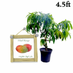 Vilad Mango | විලාඩ් අඹ (4.5 ft Potted Bud Tree)
