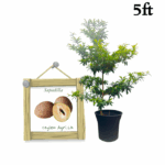 Sapadilla | සැපදිල්ලා (5 ft Potted Bud Tree)