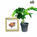 Uguressa | උගුරැස්ස (4 ft Potted Tree) - Foreign Variety