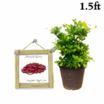 Miracle Berry | මිරකල් බේරි (1.5 ft Potted Layer Tree)