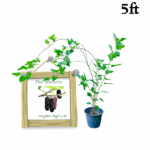 Thai Mulberry | තායි මල්බෙරි (5 ft Layer Tree)