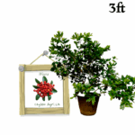 Weera | වීර (3ft Potted Bud Tree)