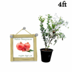 Indian Pomegranate | ඉන්දියන් දෙළුම් (4 ft Layer Tree)