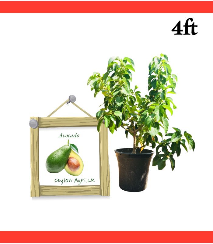 Avocado | අලිගැට පේර - Pollock (4 ft Potted Bud Tree) - Image 1