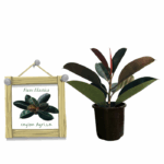 burgundy rubber plant