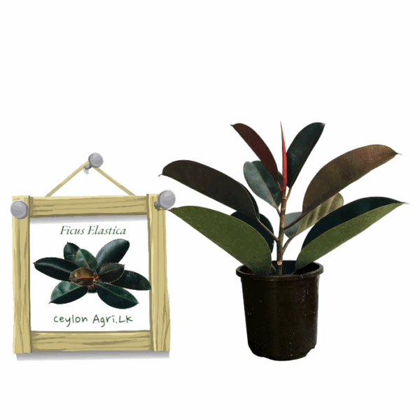 burgundy rubber plant