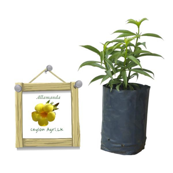 Allamanda oenotherifolia - Silver