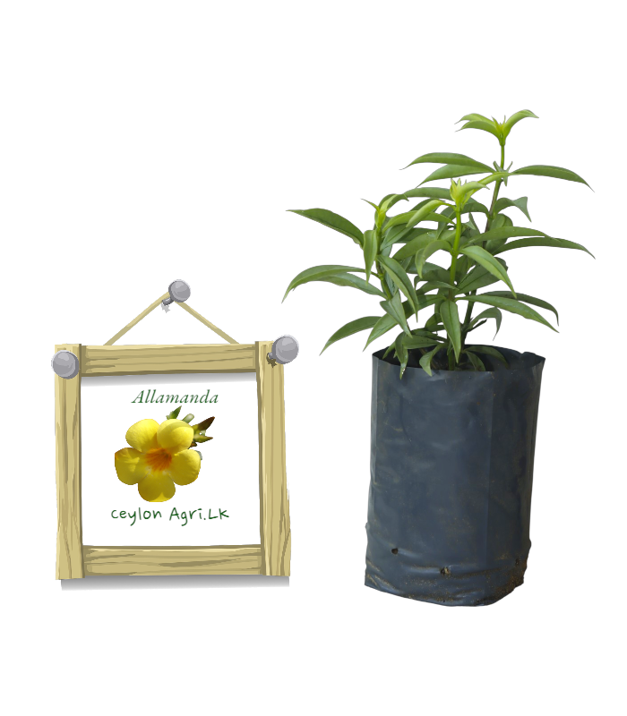 Allamanda oenotherifolia - Silver