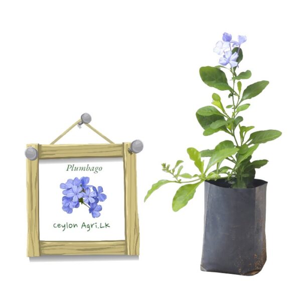 Plumbago | sky flower