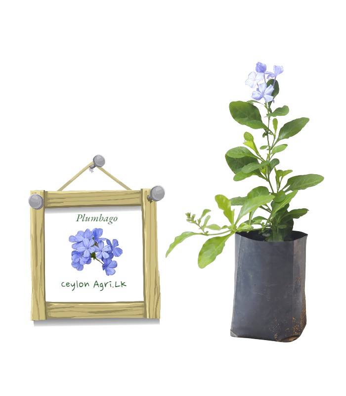 Plumbago | sky flower