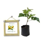 Kelanitissa | Yellow elder