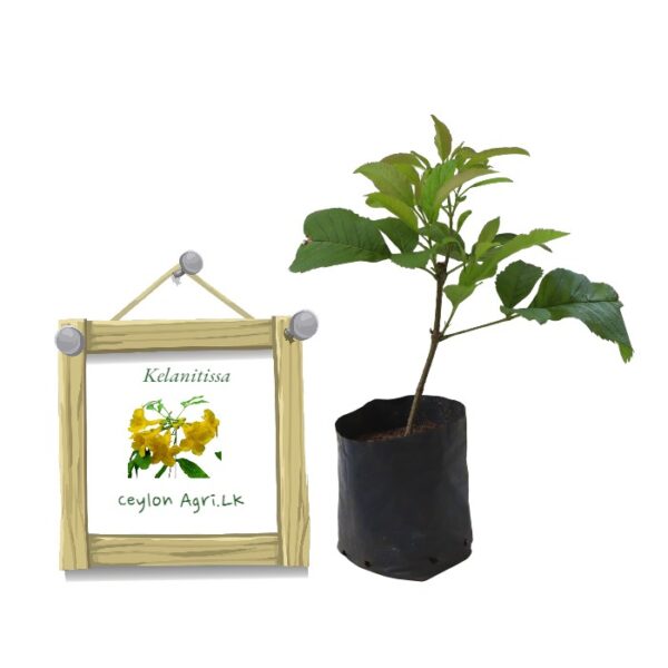 Kelanitissa | Yellow elder