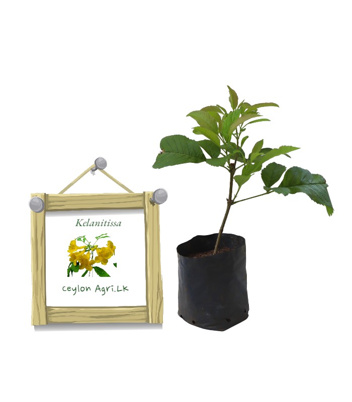 Kelanitissa | Yellow elder