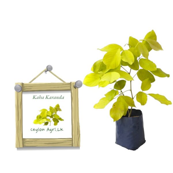 Golden Legium | Kaha Karanda