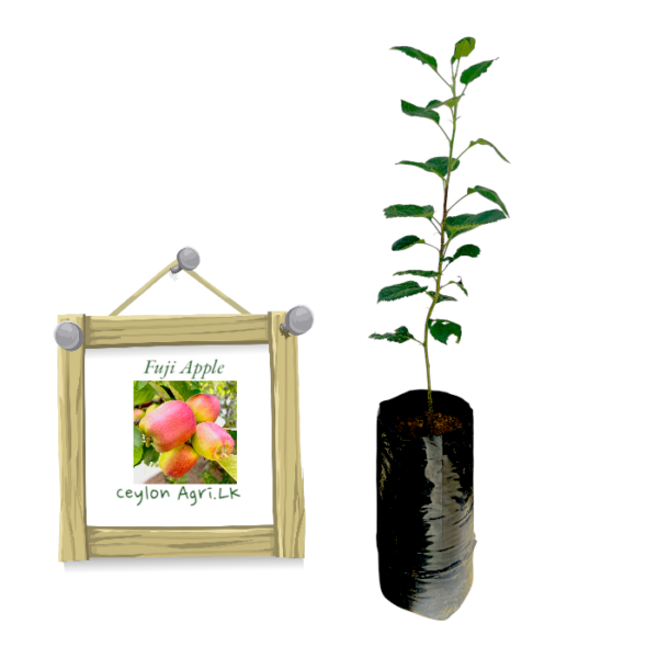 Apple | ඇපල් - Fuji | ෆූජී ප්‍රභේදය (බද්ධ)