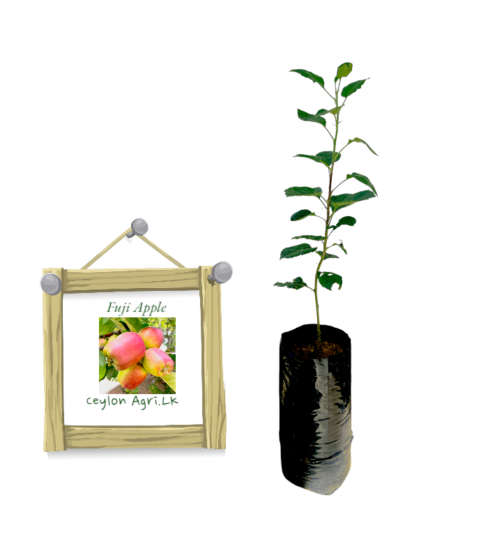 Ceylon Agri