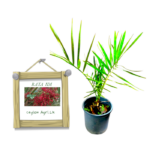 Ceylon date palm | දේශීය ඉදී