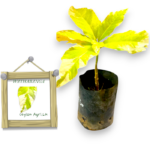 Variegated Watha Banga |වාතභංග