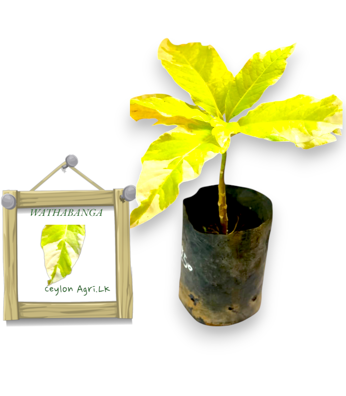 Ceylon Agri