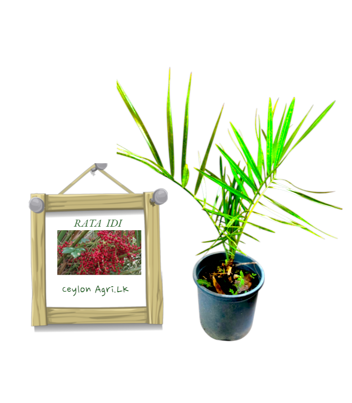Ceylon Agri