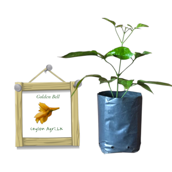 Golden Bell | ගෝල්ඩන් බෙල්