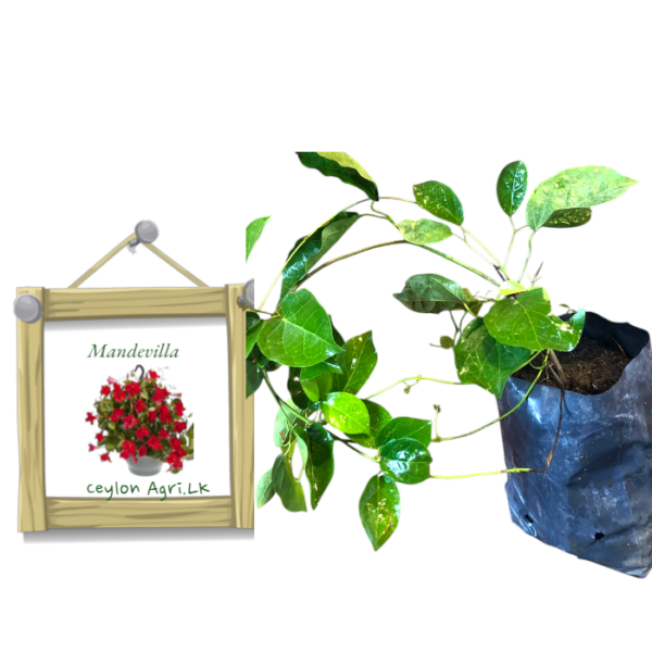 Mandevilla | මැන්ඩවිලා