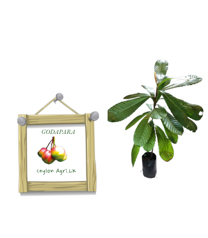 Ceylon Agri