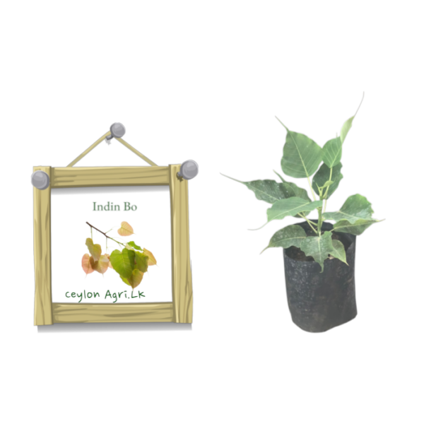 Thai Bo Tree |  තායි බෝ