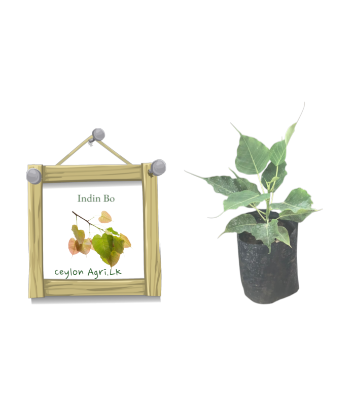 Ceylon Agri
