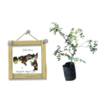 Jaboticaba | ජබොටිකා