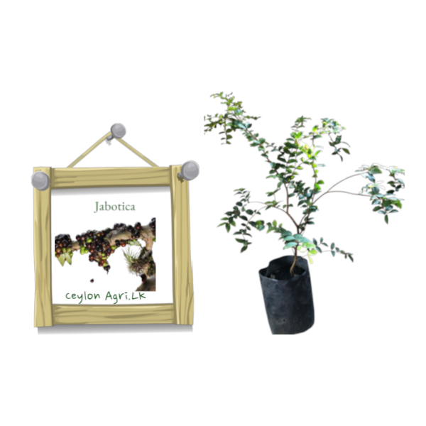 Jaboticaba | ජබොටිකා