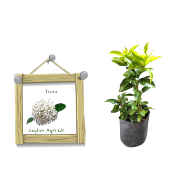 Ixora |  රත්මල් (White)