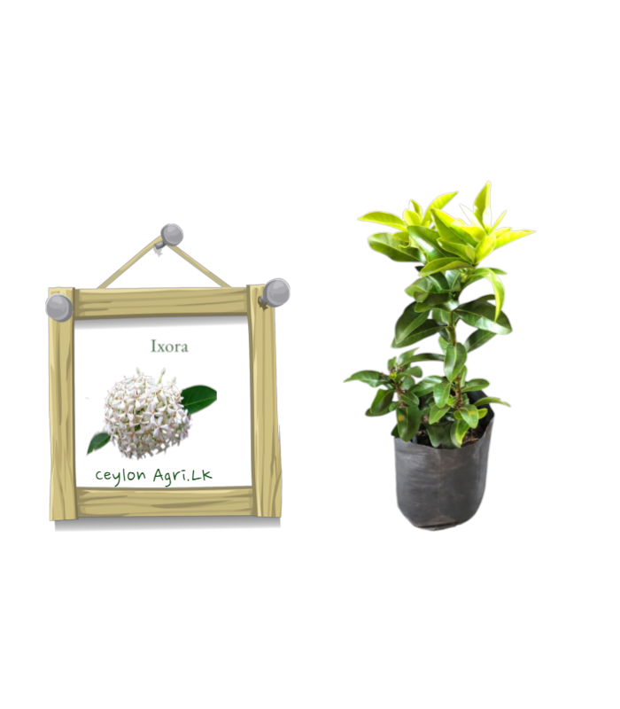 Ceylon Agri