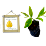 Yellow Rose Appleකහ ජම්බු