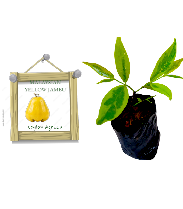 Ceylon Agri
