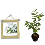 Sri Lankan Jasmine (Idhdha) |  ඉද්ද